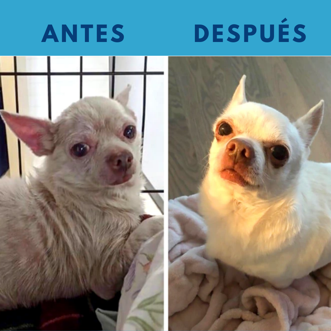 Pet Glove®: Despídete del estrés al bañar a tu mascota