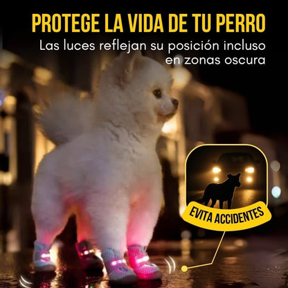 PawGlow®:  Tu perro se verá sin importar la hora ni el lugar