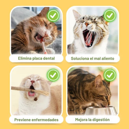 CatBite®: Cuida la salud dental de tu peludito