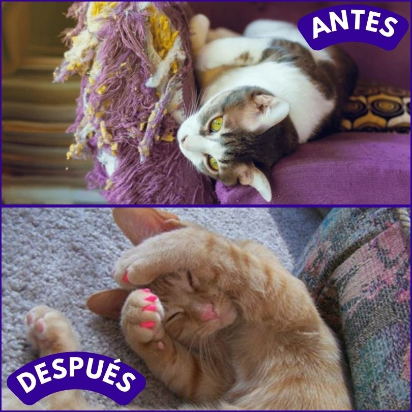 x20 NailProtect®: Cuída de las uñas de tu gato de manera segura